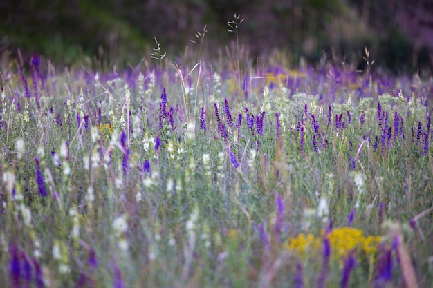 Fond de sauge de prairie d'été