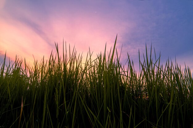 Fond de silhouette d'herbe avec ciel coloré