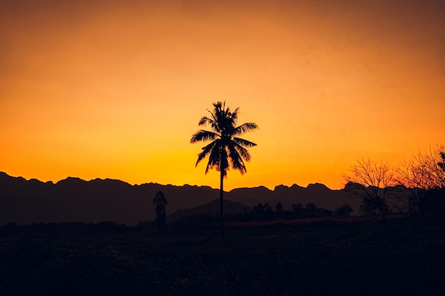 Fond de silhouette de palmier Californie paysage coucher de soleil forêt tropicale et montagnes coucher de soleil ciel orange panorama de la nature