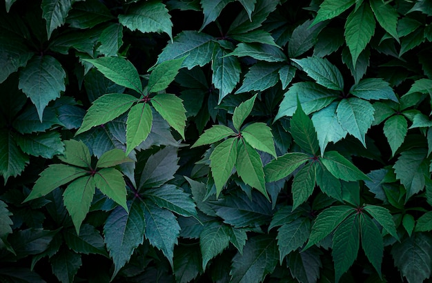 Fond sombre de feuilles de vigne