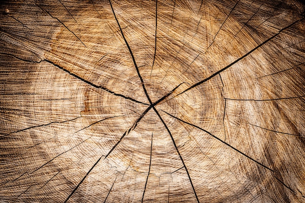 fond d'une souche en bois