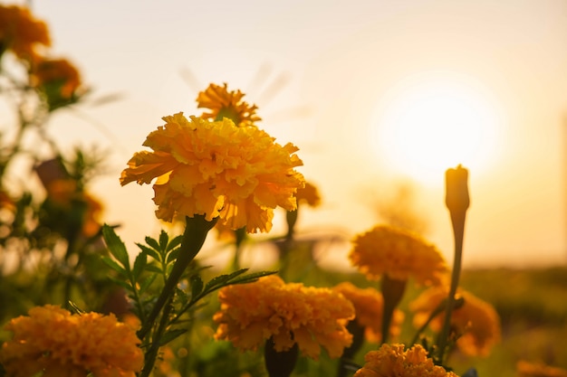 Le fond des soucis et le soleil du soir