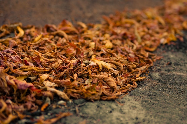 Fond d&#39;un tas de feuilles d&#39;automne.