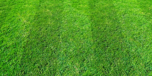 Fond de terrain d&#39;herbe verte pour les sports de football et de football. Fond de texture de pelouse verte.