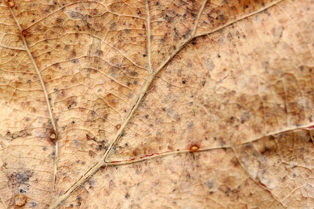 Fond de texture abstraite feuille jaune