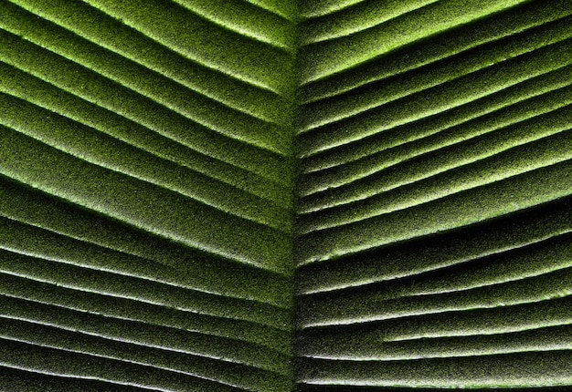 fond de texture abstraite feuille verte