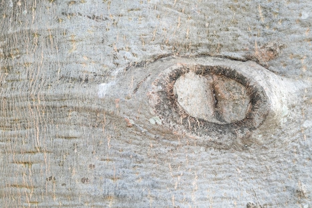 Fond de texture de l&#39;arbre Baobab