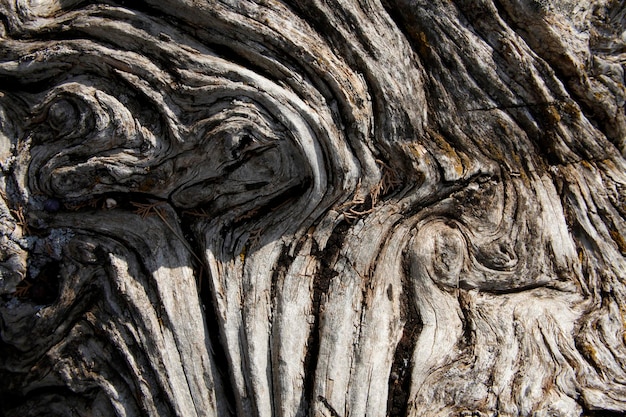 Fond de texture d'arbre milieux naturels