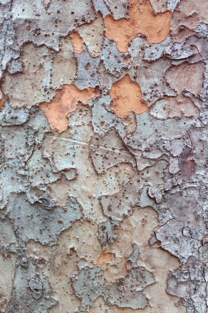 Fond texturé arbre. Structure en bois. écorce de pin