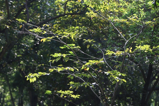 Fond de texture arbre vert dans le jardin