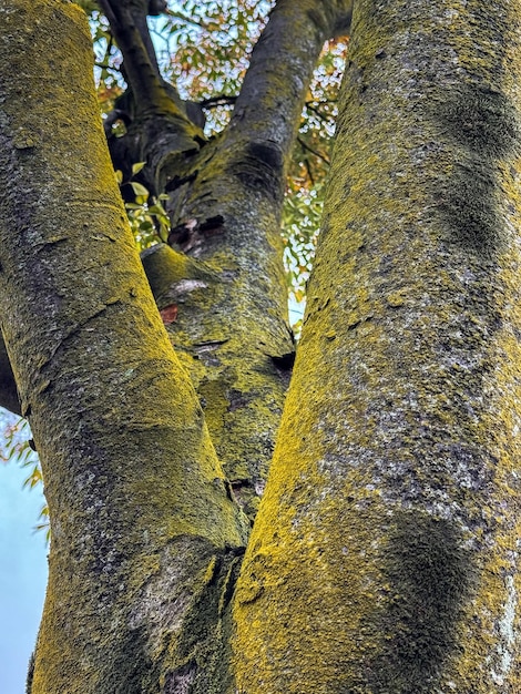 fond texturé en arbre