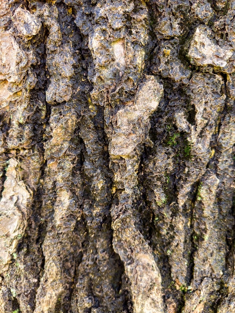 fond texturé en arbre