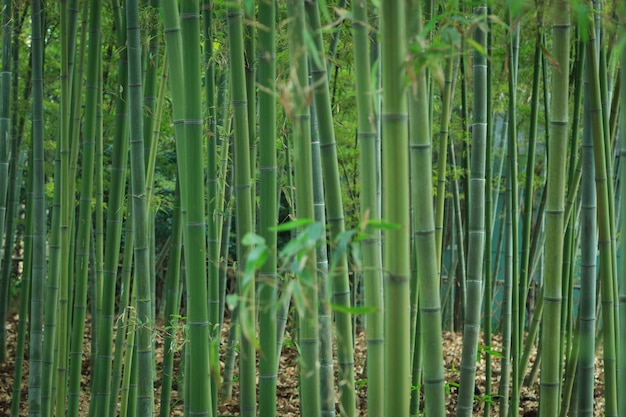 Fond de texture de bambou vert