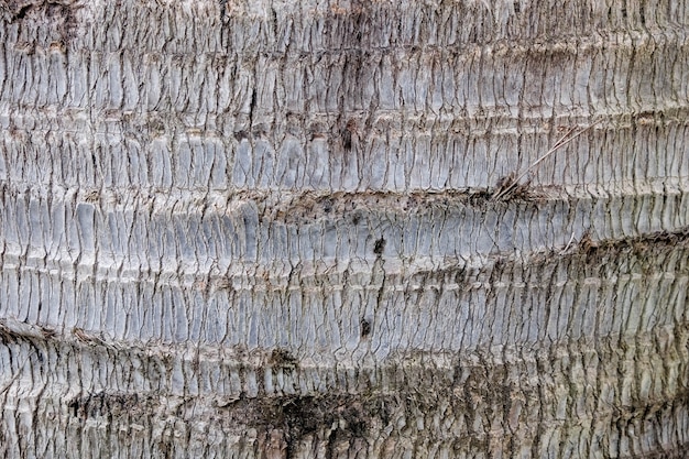 Fond de texture bois écorce d&#39;arbre
