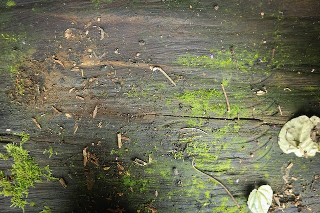 Fond texturé en bois avec texture de mousse verte