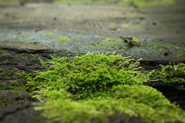 Fond texturé en bois avec texture de mousse verte