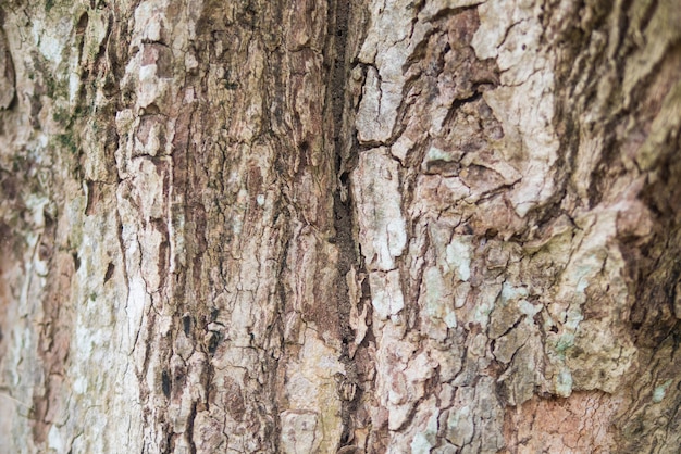 Photo fond de texture en bois tronc d'arbre