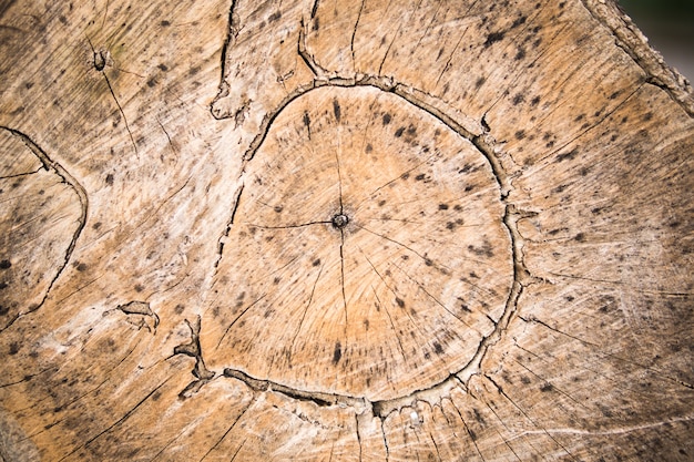 Fond texturé en bois. Vue en coupe transversale d'une bûche en bois texturé.