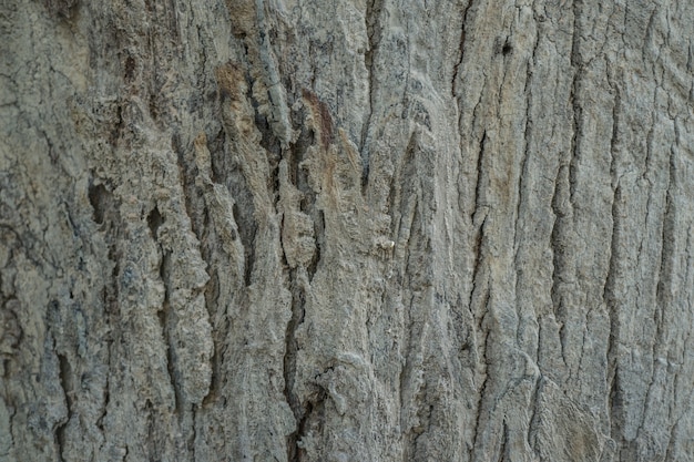 fond de texture en bois.