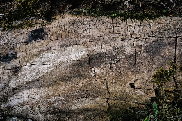 Fond de texture en bois