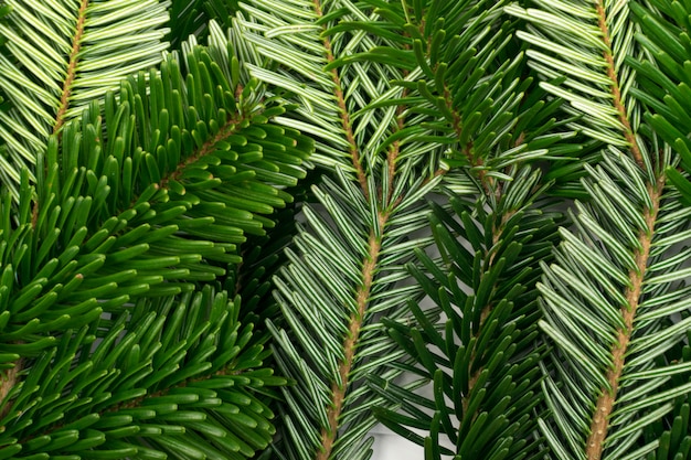 Fond ou texture de brindille d'épinette verte naturelle