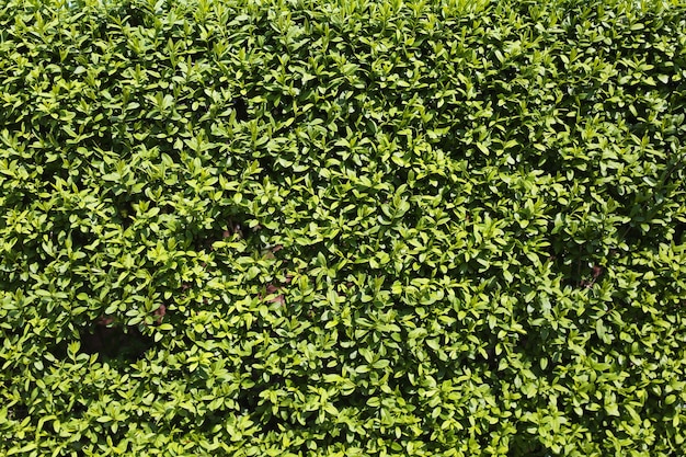 Fond de texture de buisson vert