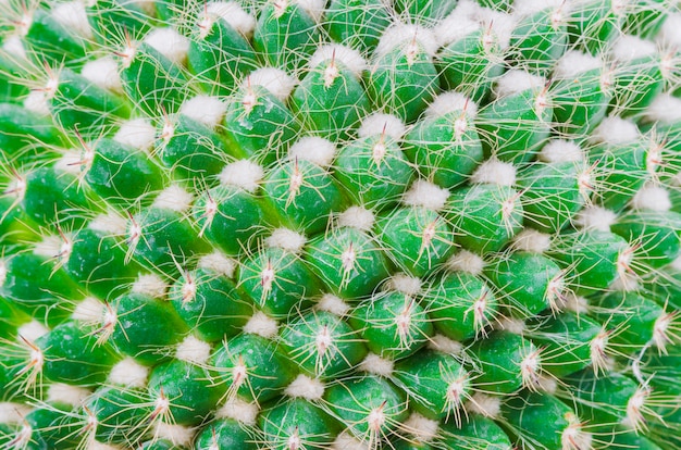 Fond de texture de cactus