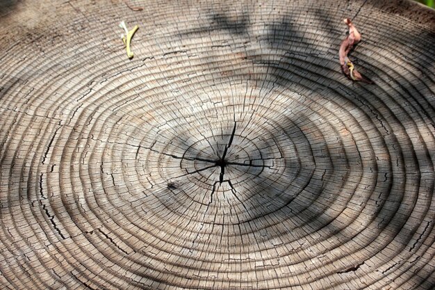 Fond de texture des cernes des arbres