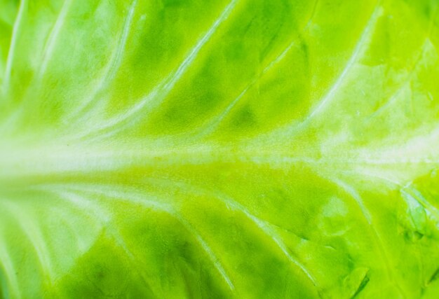 Fond de texture de chou vert. Fermer. Macrophotographie.