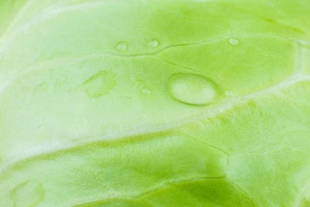 Fond De Texture De Chou Vert. Fermer. Macrophotographie.