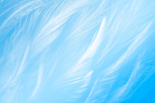 Fond de texture de détail de plumes bleues