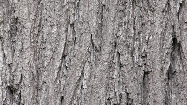 fond de texture écorce de l&#39;arbre sec