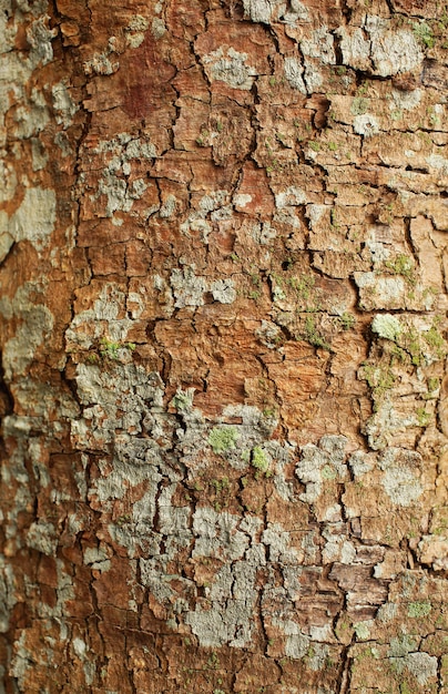 Fond de texture d'écorce d'arbre