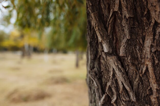 Fond de texture d'écorce d'arbre