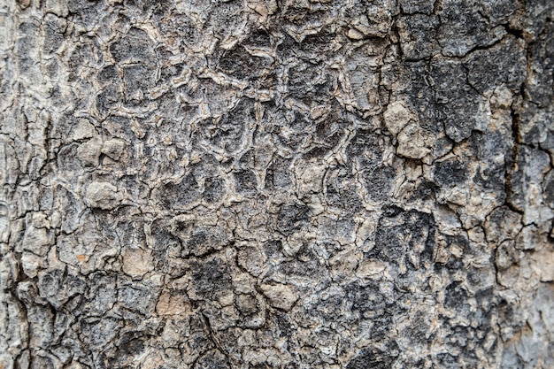 Fond De Texture D'écorce D'arbre