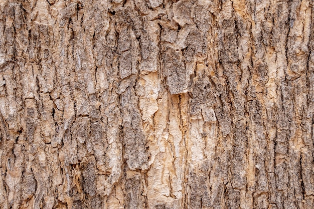 Fond de texture d'écorce d'arbre
