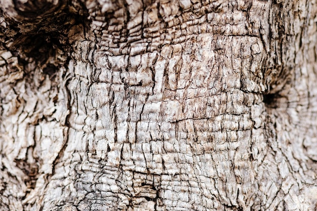 Fond de texture d'écorce de bois rustique. Toile de fond abstraite de texture de pin.
