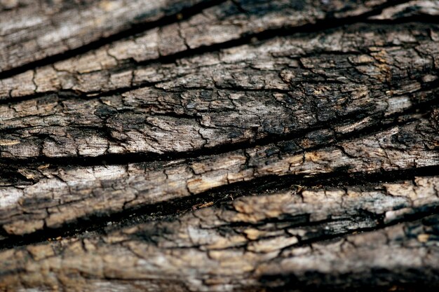 Fond de texture d'écorce en bois