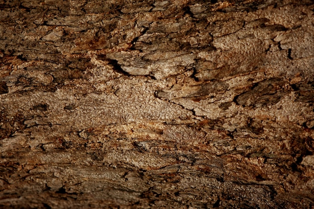 Fond de texture d'écorce en bois