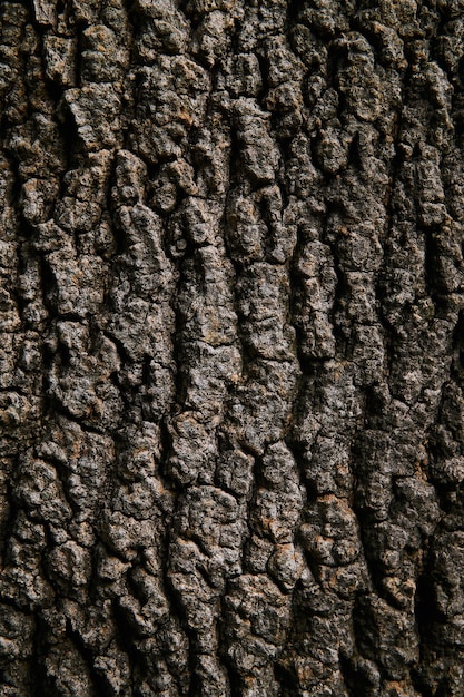 Fond, texture - écorce brune rugueuse d'un vieil arbre