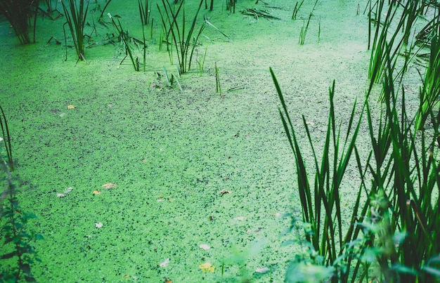 Fond et texture de l'étang vert