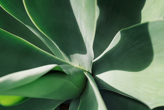 Fond de texture de la feuille d&#39;agave