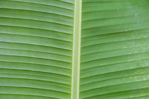 Fond de texture de feuille de banane verte