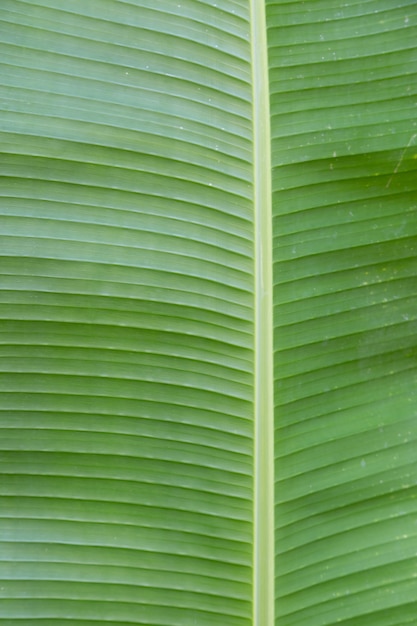 Fond de texture de feuille de banane verte