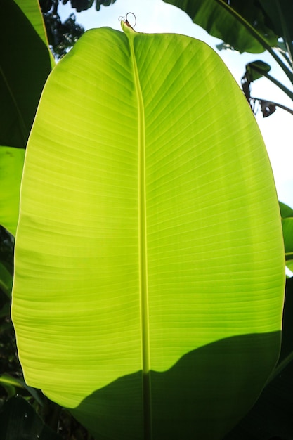 Fond de texture de feuille de bananier vert frais rétro-éclairé