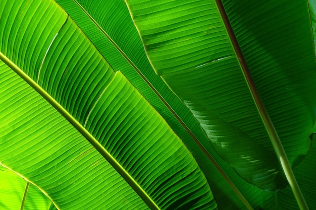 Fond de texture de feuille de bananier vert