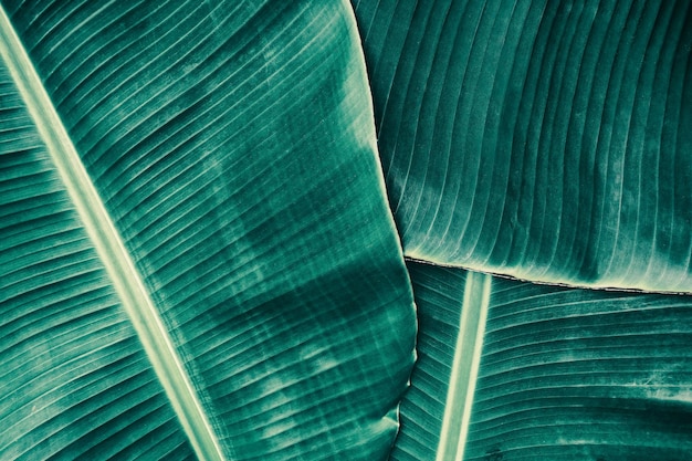 Fond de texture de feuille de bananier vert