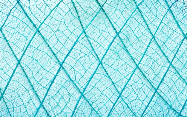 fond de texture feuille bleu vert abstrait