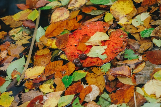 fond de texture de feuille colorée