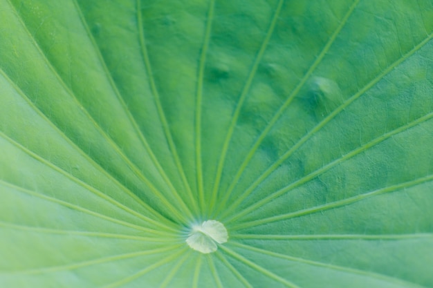 Fond de texture de feuille de lotus vert